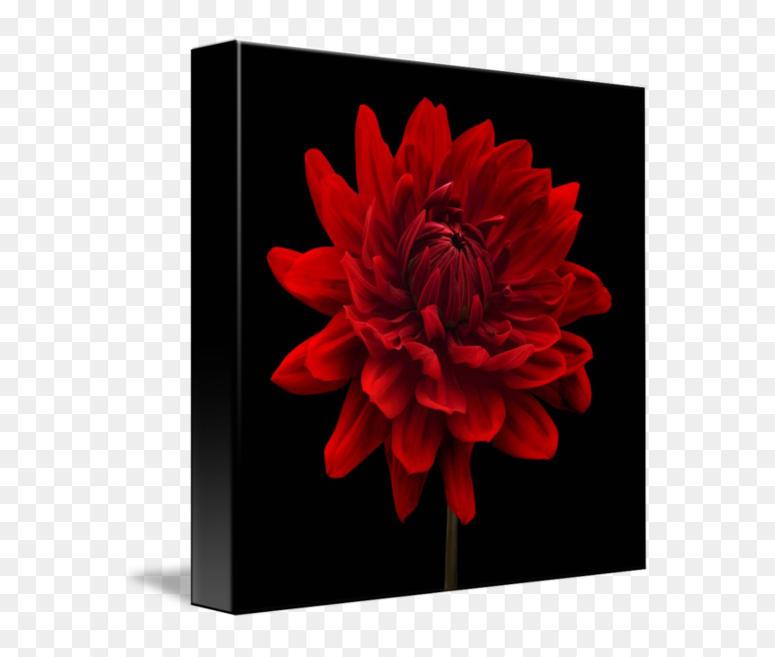 Flowers With Black Background, HD Png Download - dahlia flower png