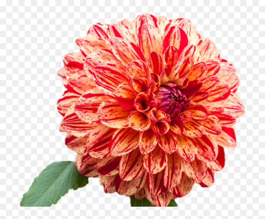 Dahlia Flower Png, Transparent Png - dahlia flower png