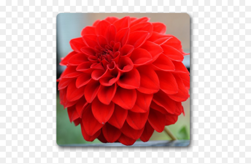 Dahlia Red Flowers, HD Png Download - dahlia flower png