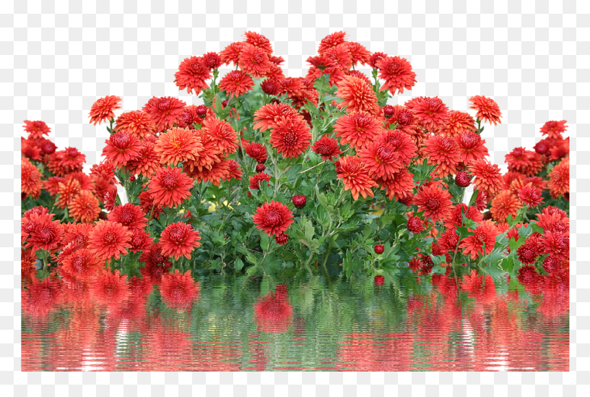 Осень Цветы, HD Png Download - dahlia flower png