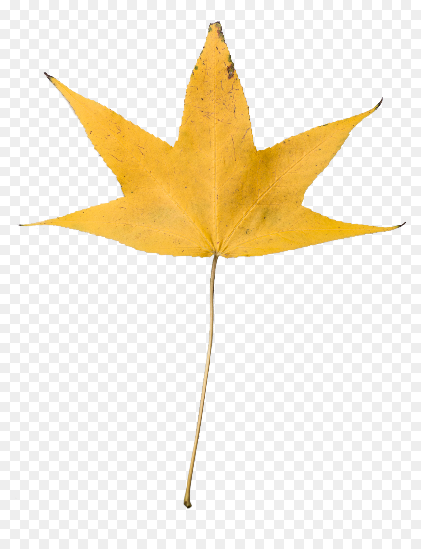 Dry Leaf No Background, HD Png Download - dry leaves falling png