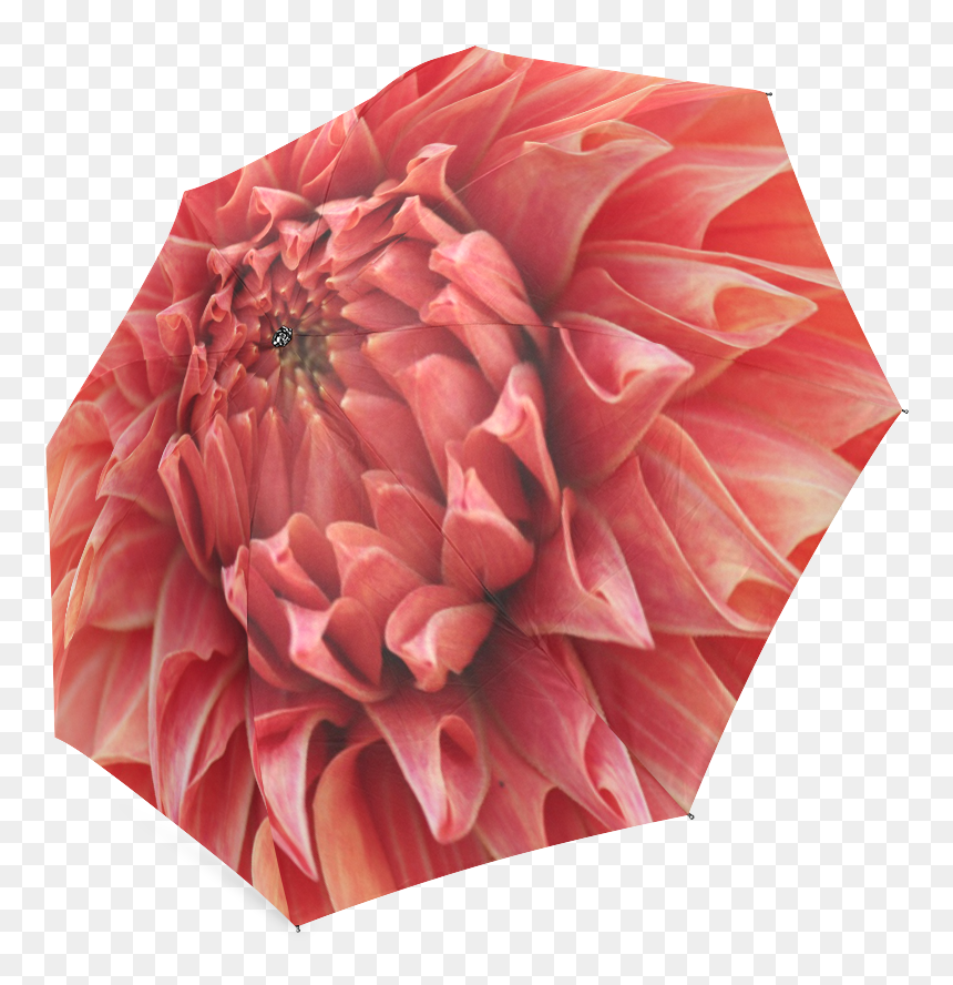 Dahlia, HD Png Download - dahlia flower png