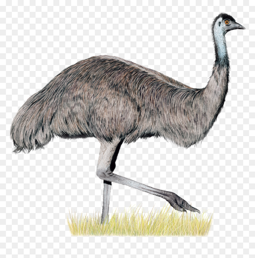 Wingspan Oceania Expansion, HD Png Download - realistic fairy wings png