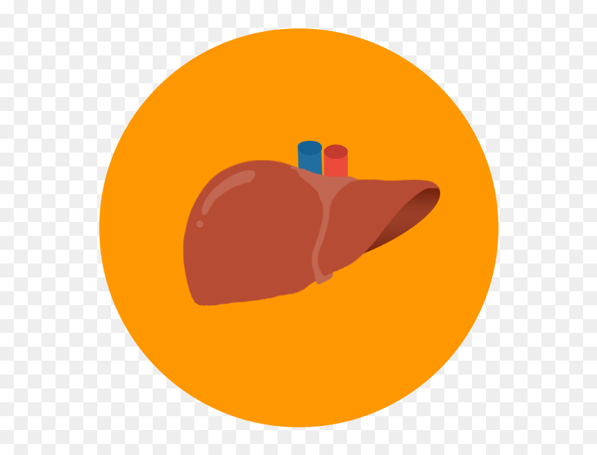 After Reading Through The Liver Donor Information At - Circle, HD Png Download - liver png