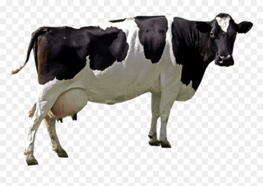 Free Images Toppng Transparent - بقرة Png, Png Download - cow.png