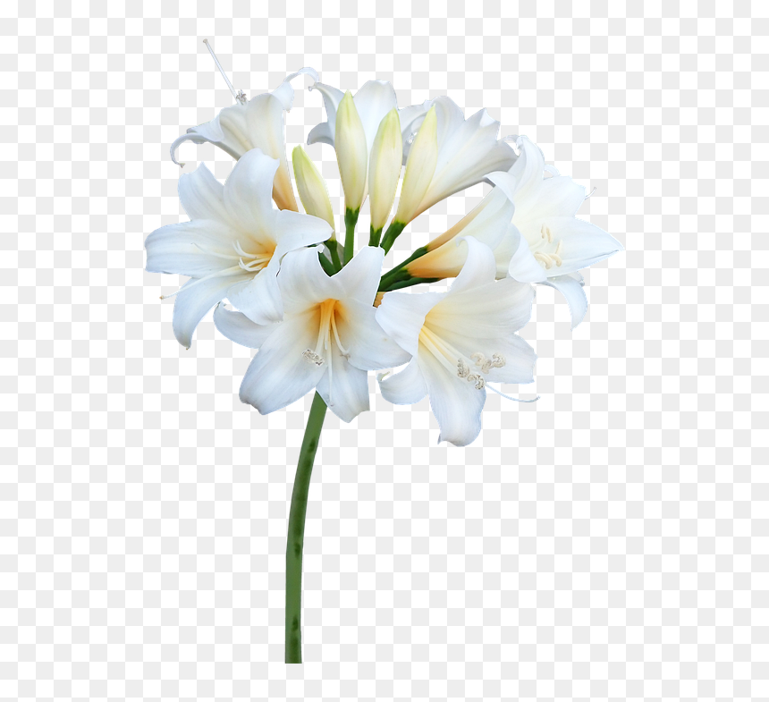 Lily, HD Png Download - easter lily png