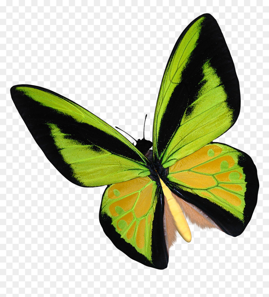 Yellow Birdwing Butterfly Clipart - Lycaenid, HD Png Download - realistic fairy wings png