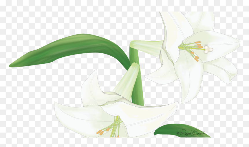 Lily, HD Png Download - easter lily png
