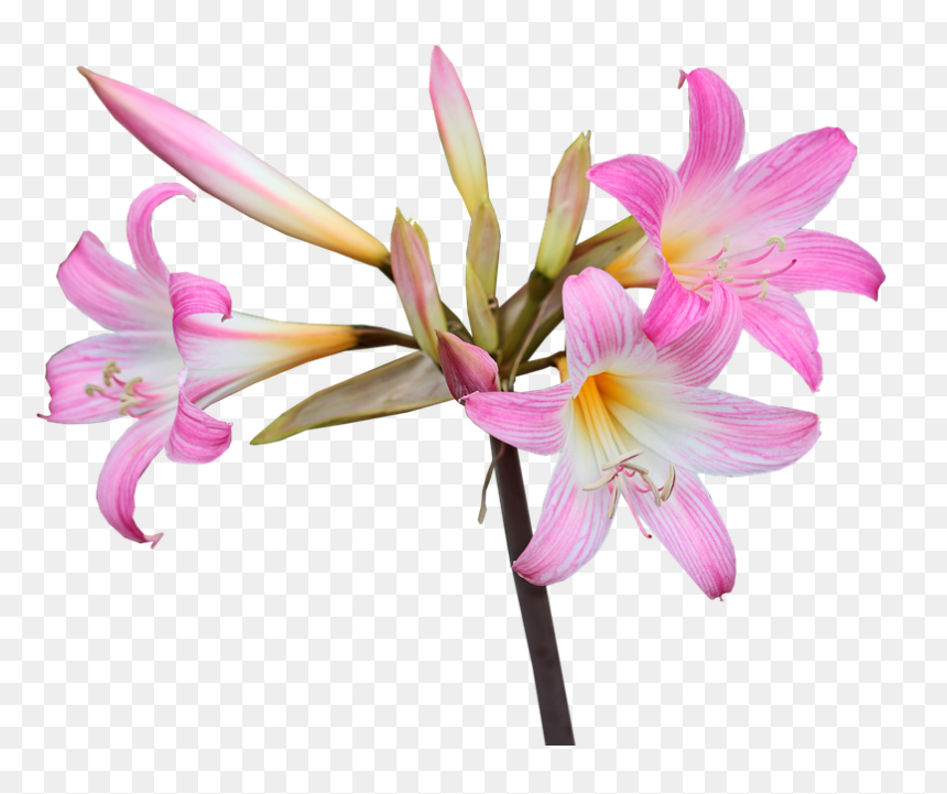 × Amarcrinum, HD Png Download - easter lily png