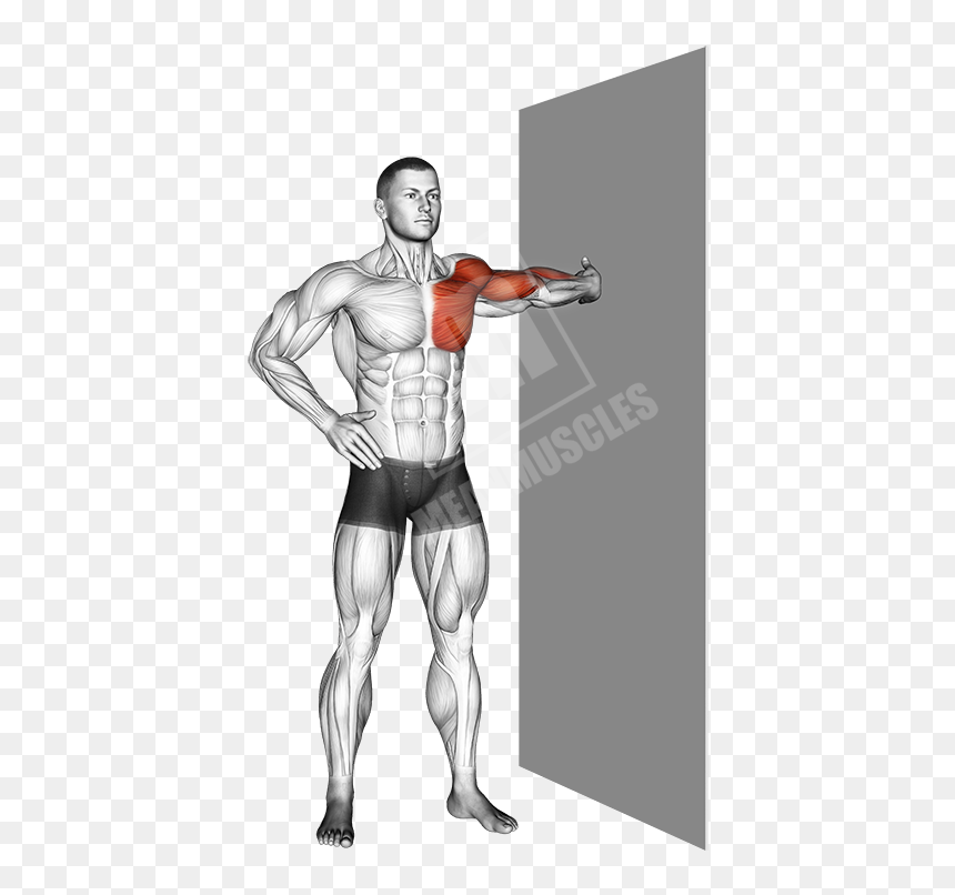 Bicep Stretches, HD Png Download - muscle arm png