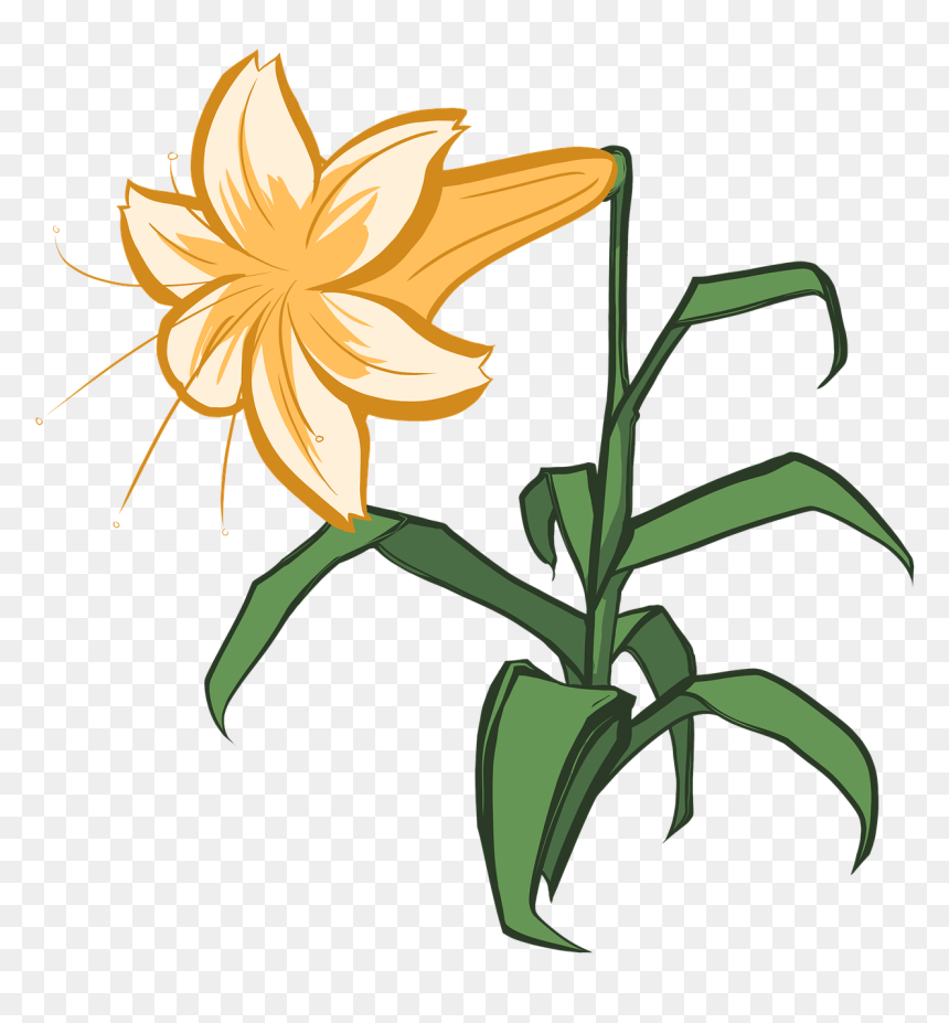 Lily, HD Png Download - easter lily png