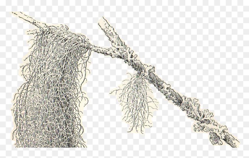 Spanish Moss Clipart, HD Png Download - hanging moss png
