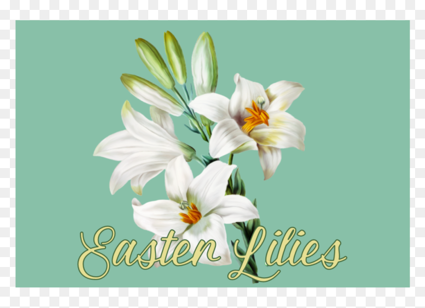 Easter Lily Social - Lily, HD Png Download - easter lily png