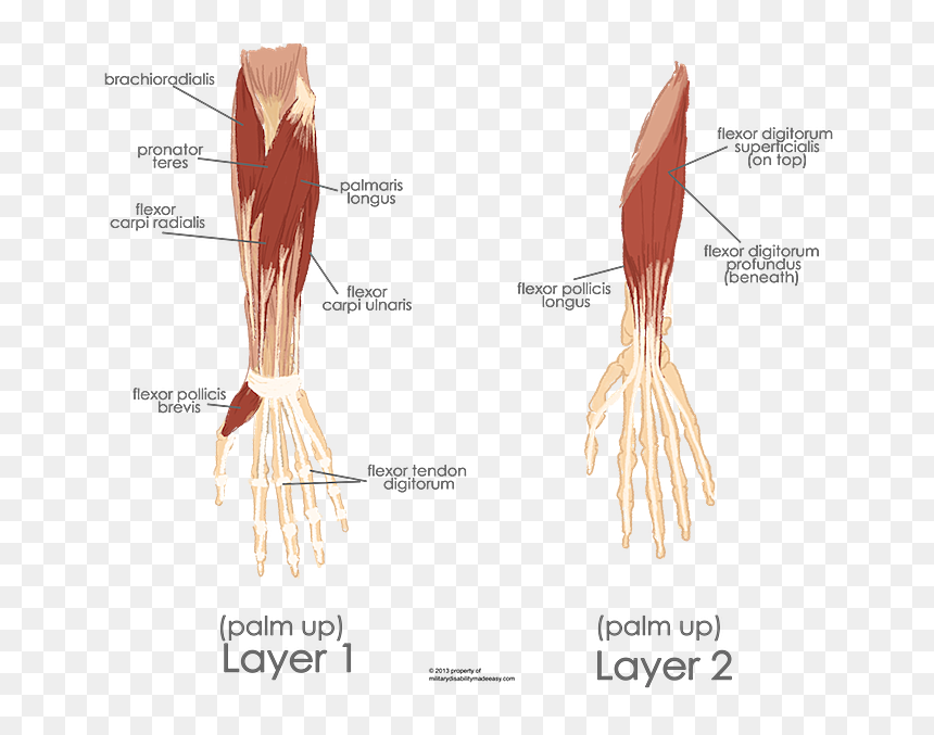 Left Flexor Digitorum Superficialis, HD Png Download - muscle arm png