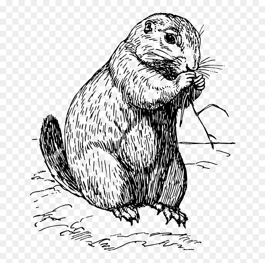 Prairie Dog Clipart Black And White, HD Png Download - page tear png