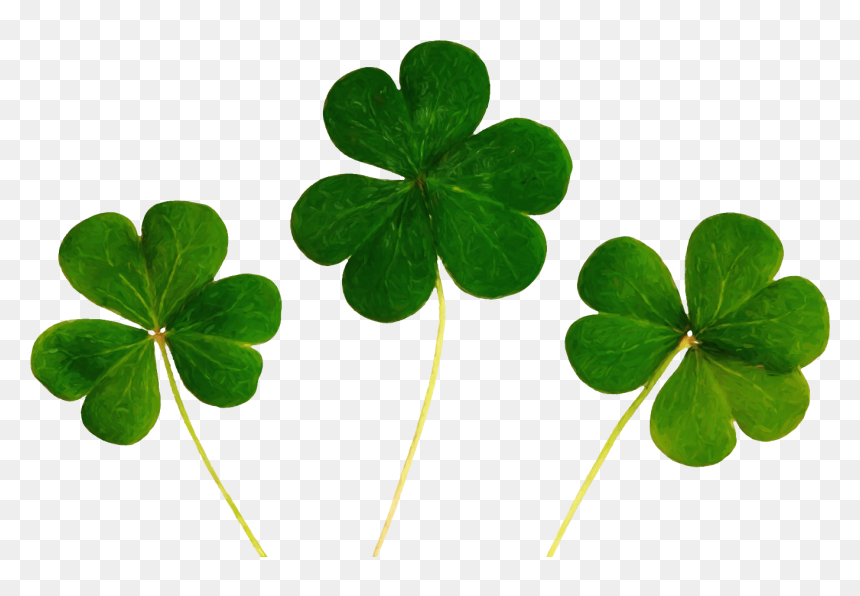 Superstition Good Luck, HD Png Download - shamrocks png
