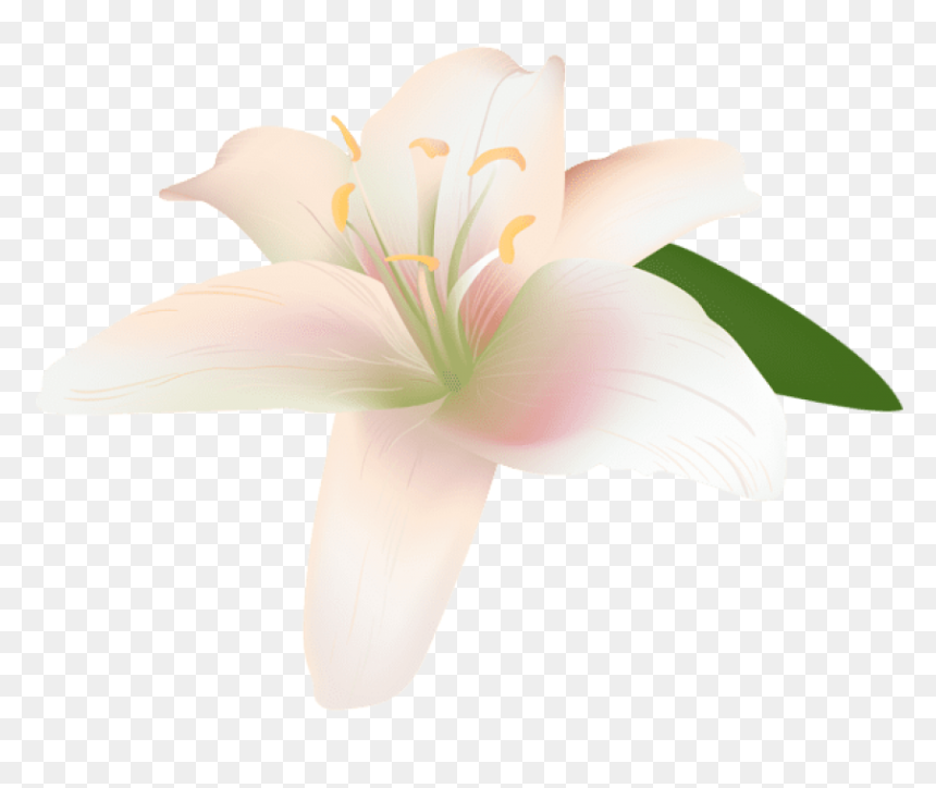 Free Png Download Lily Flower Transparent Png Images - Lily, Png Download - easter lily png