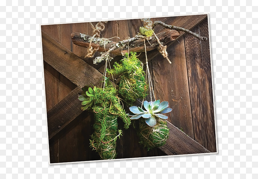 Image Of A Kokedama - Spruce, HD Png Download - hanging moss png