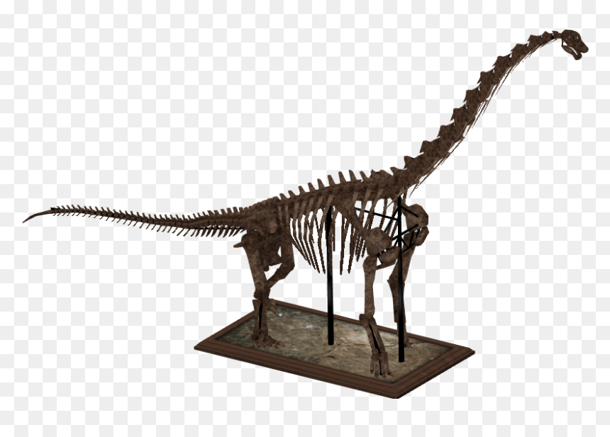Zt2 Dinosaur Skeletons , Png Download - Dinosaur Skeleton Model Brachiosaurus, Transparent Png - skeletons png