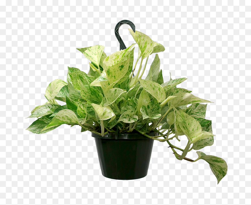 Marble Queen Pothos Hanging Basket - Flowerpot, HD Png Download - hanging moss png