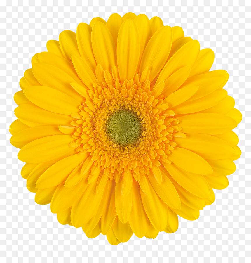 Gerbera Submarine, HD Png Download - submarine png