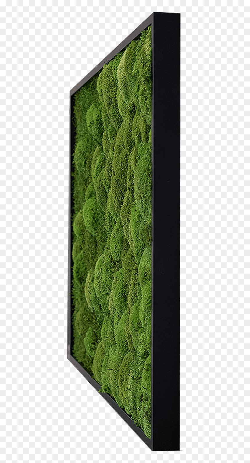 Artificial Turf, HD Png Download - hanging moss png