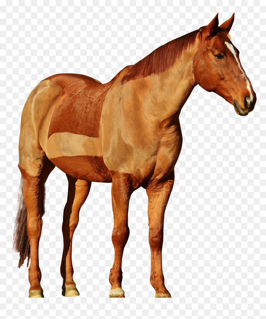 Cowboy On Horse Png Svg Black And White - Cowboy Horse Png, Transparent Png - white horse png
