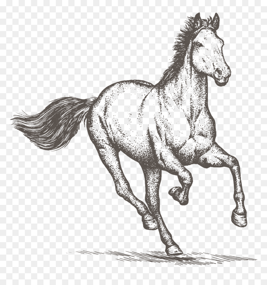 Thumb Image - Horse Sketch Png, Transparent Png - white horse png