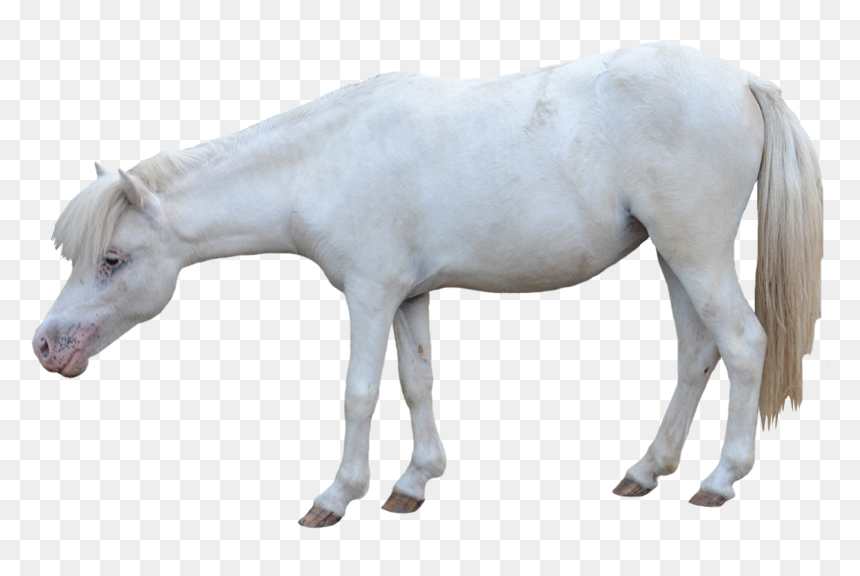 White Horse - Foals In White Background, HD Png Download - white horse png