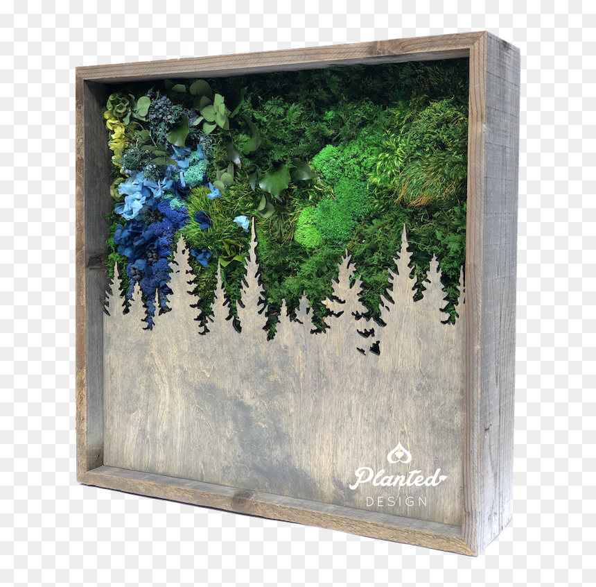 Picture Frame, HD Png Download - hanging moss png
