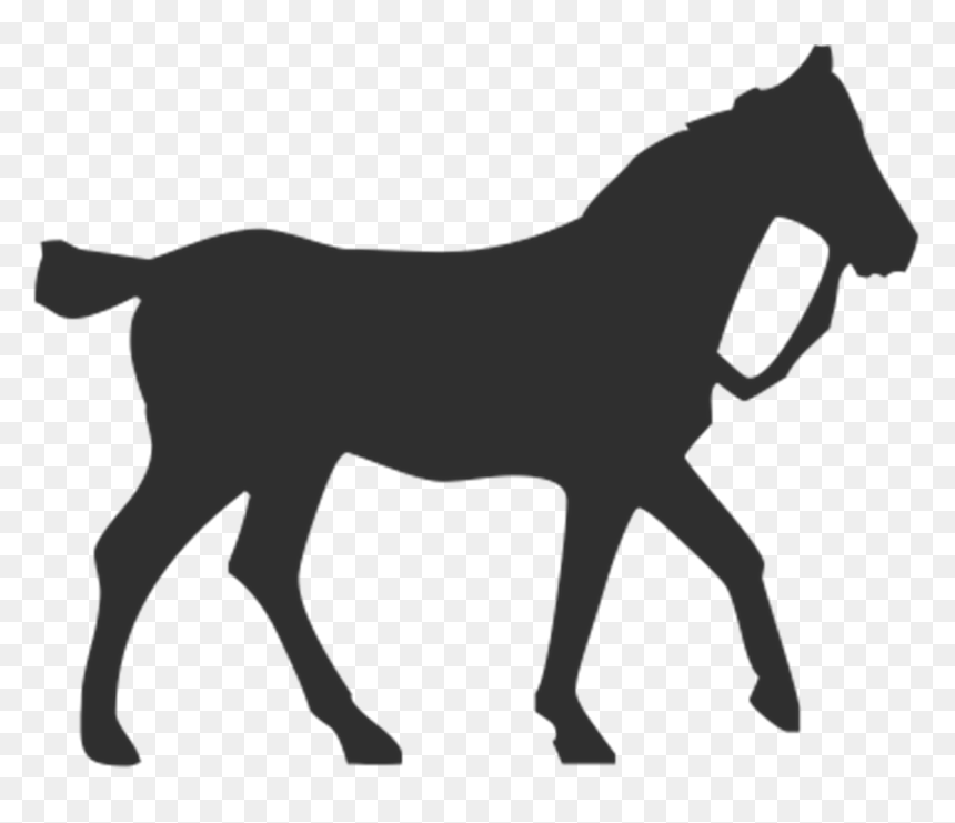 Horse Silhouette Equestrian Pet - Horse, HD Png Download - white horse png