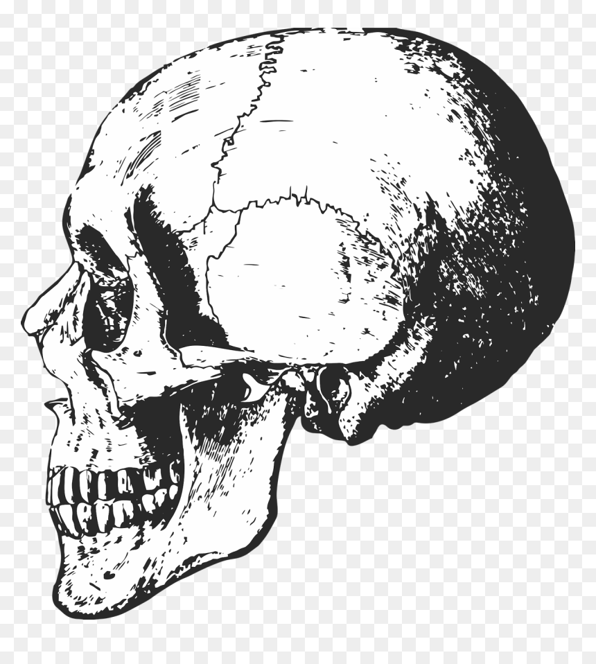 Transparent Skeletons Clipart - Black And White Bones, HD Png Download - skeletons png