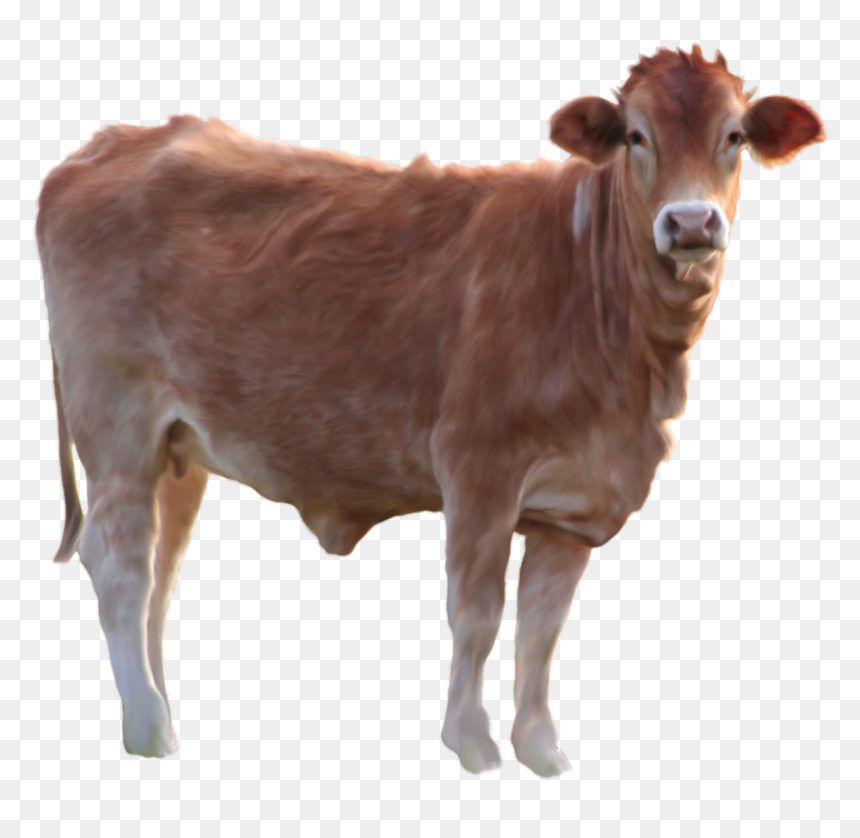 Brown Cow Transparent Background, HD Png Download - white horse png