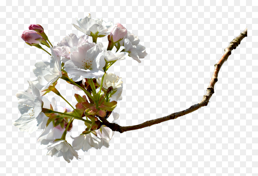 Cherry, HD Png Download - cherry blossom branch png