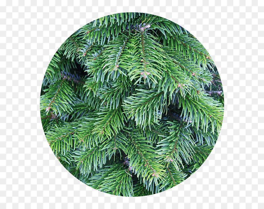 Our-trees, HD Png Download - christmas trees png
