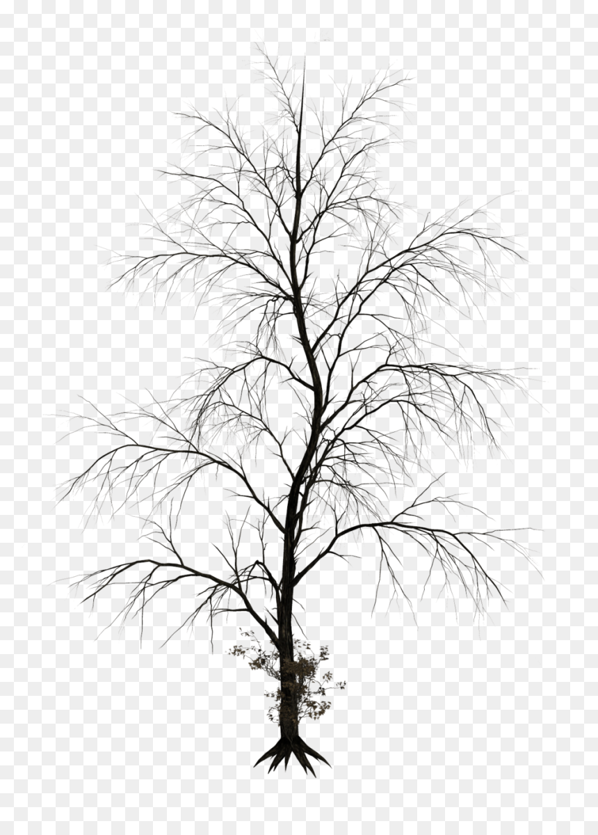 Thumb Image - Black White Tree Photoshop, HD Png Download - bare tree png