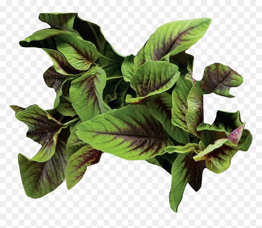 Vegetable Green Leaves Png Photo Background, Transparent Png - green leaves png