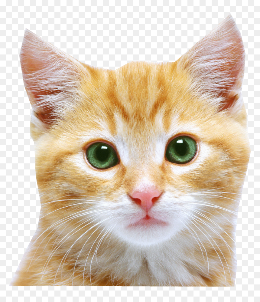 Transparent Cat Face Png, Png Download - cute cat png