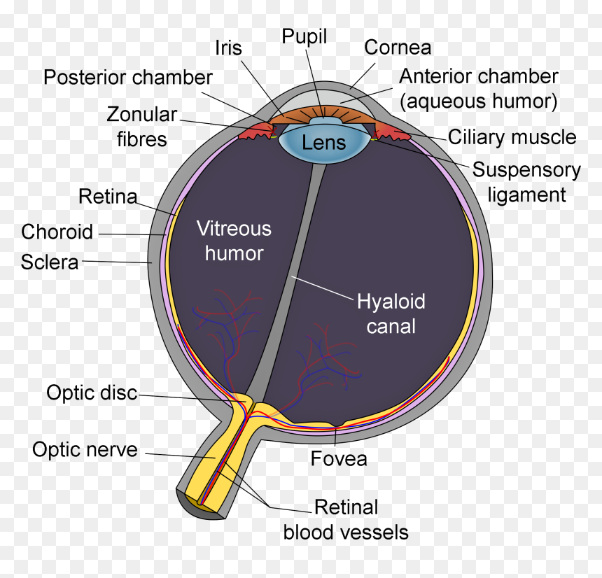 Schematic Diagram Of The Human Eye En-edit - Schematic Diagram Of The Human Eye, HD Png Download - human eyes png