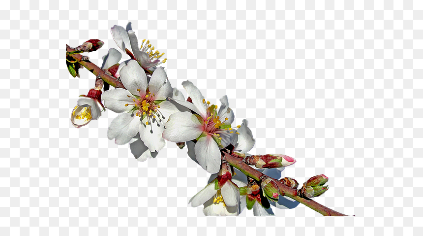 7 Png - Mandorlo Png, Transparent Png - cherry blossom branch png