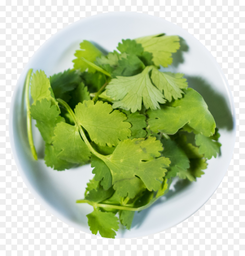 Portable Network Graphics , Png Download - Parsley, Transparent Png - cilantro png