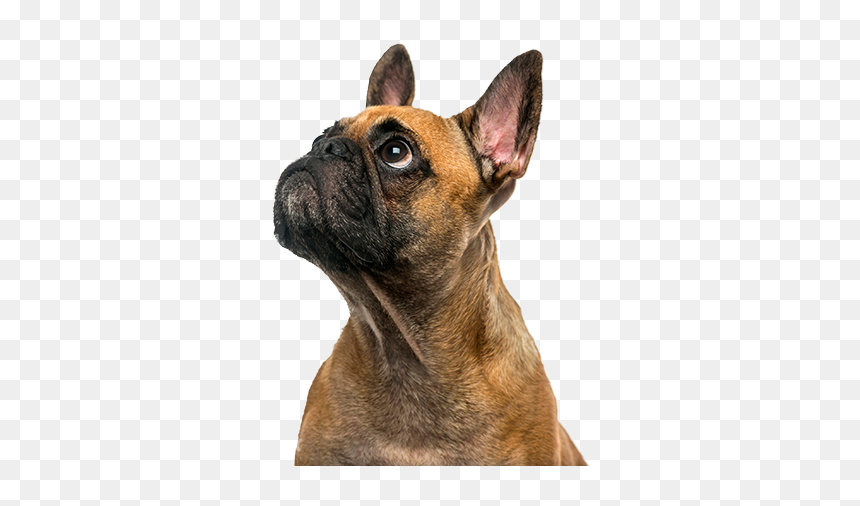 Cute Puppy - Dog Looking Up Transparent, HD Png Download - cute puppy png