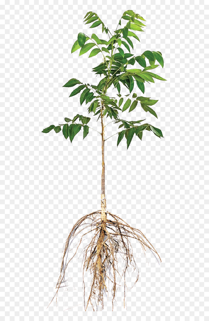 Ulmus Alata, HD Png Download - bare tree png