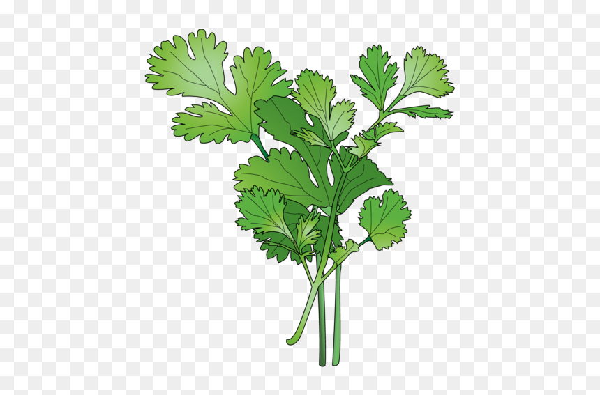 Parsley, HD Png Download - cilantro png