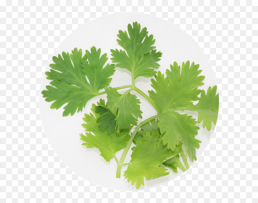 Coriander , Png Download - Coriander, Transparent Png - cilantro png