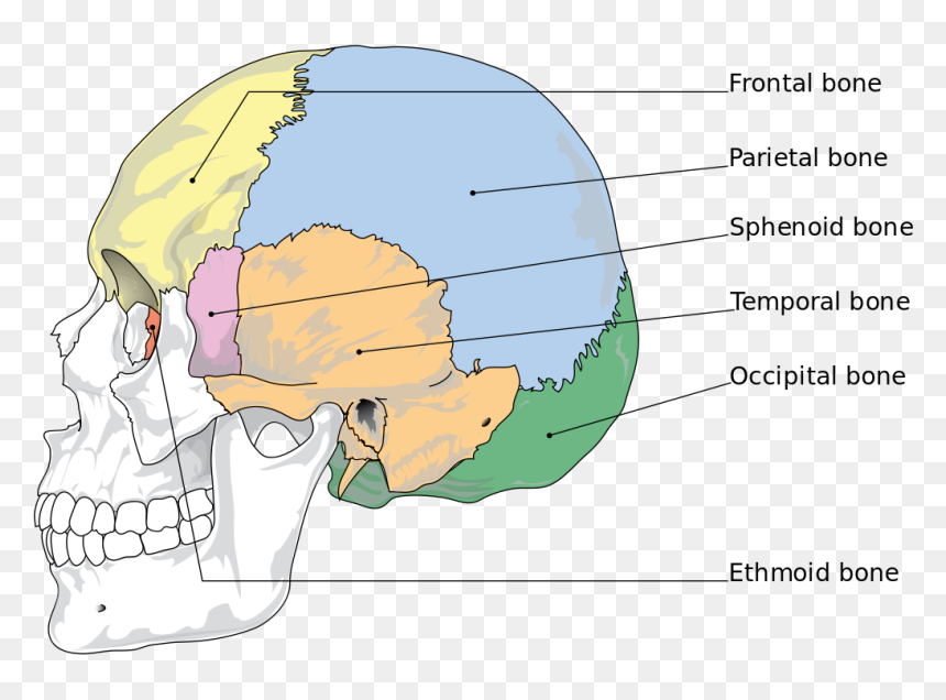 Bones Of The Skull, HD Png Download - skull and bones png