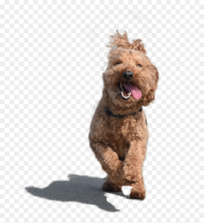 Adorablepup Dog Puppy Adorable Adorablepuppy Cute Pup - Dog Yawns, HD Png Download - cute puppy png