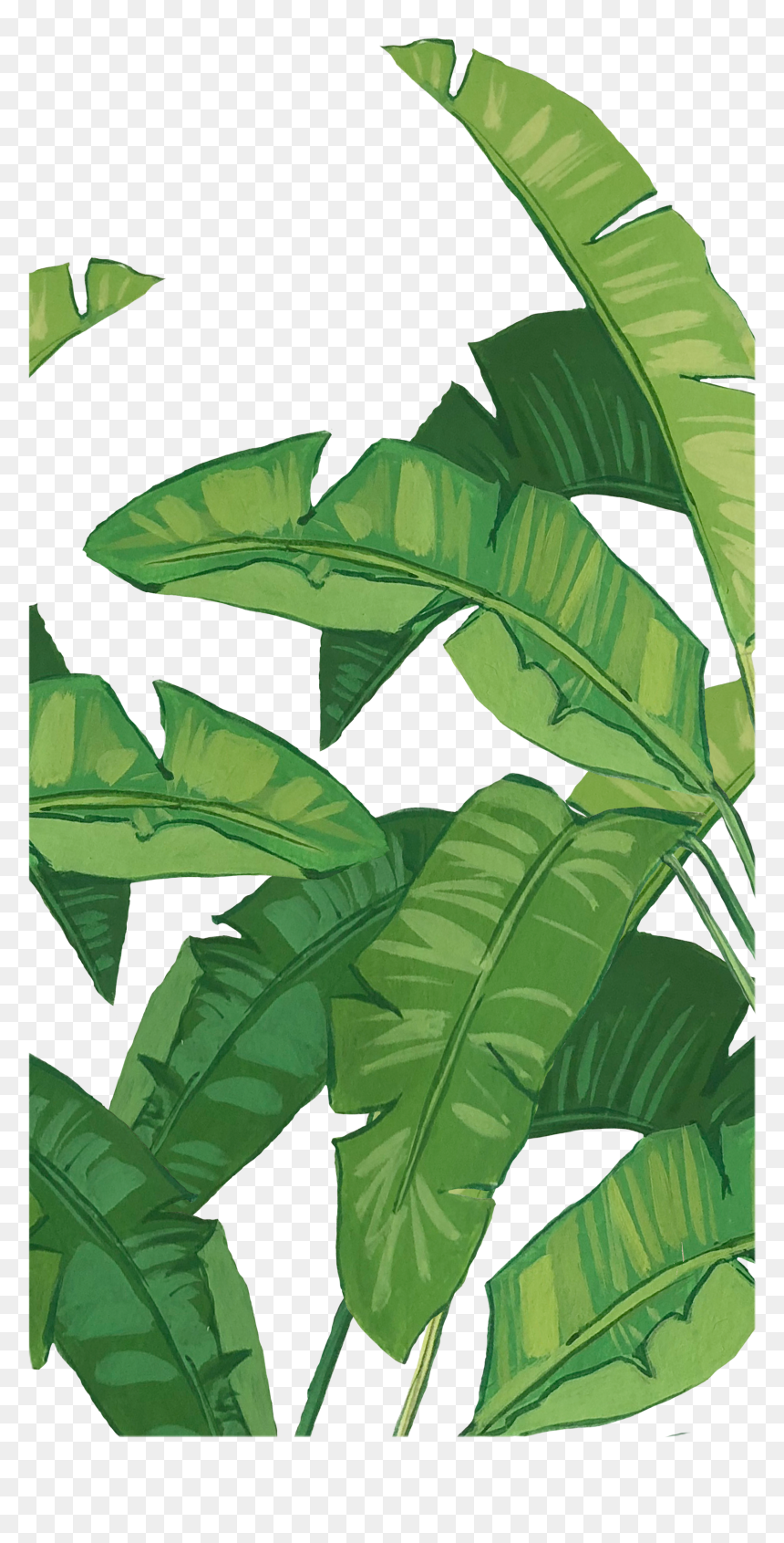 Illustration, Hd Png Download - Banana Leaf Hd Png, Transparent Png - banana leaf png