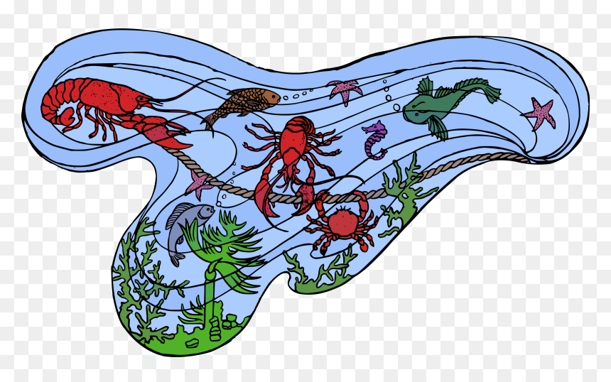 Sealife Of The Sea Clip Arts - Marine Life, HD Png Download - sea png