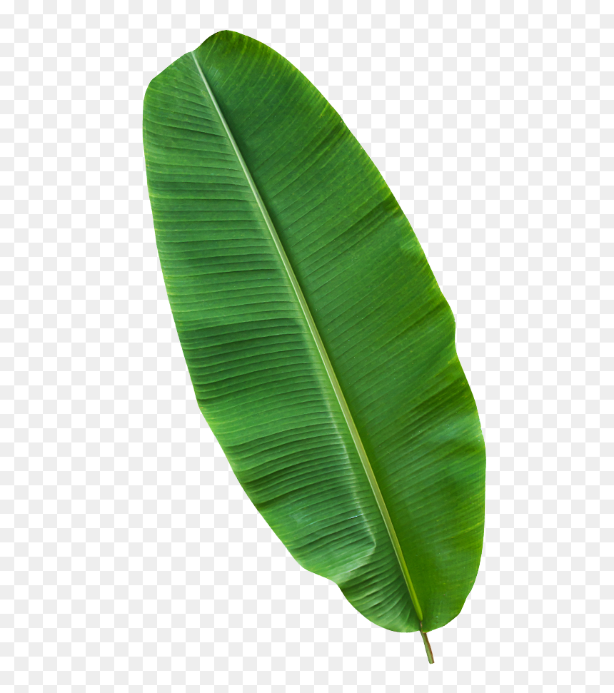 Ensete, HD Png Download - banana leaf png